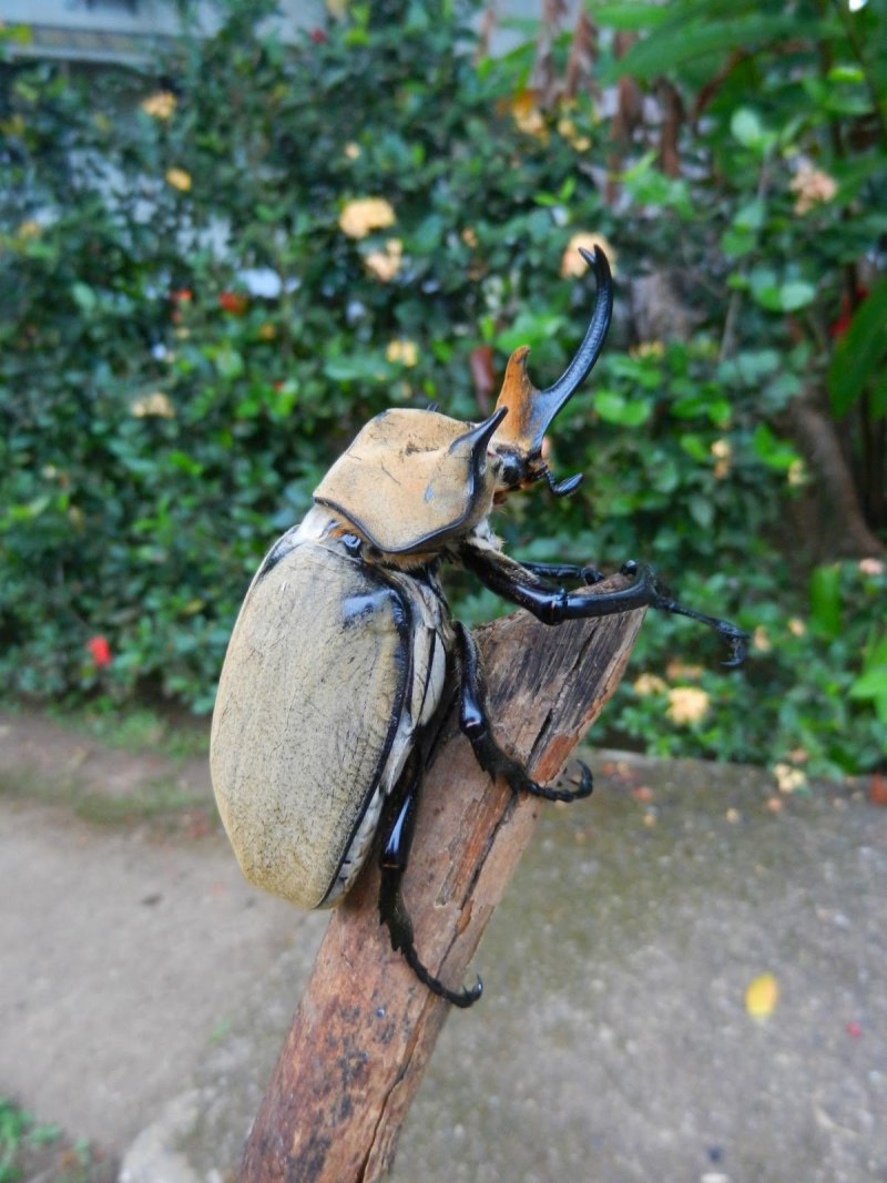 Megasoma Elephas Elephas