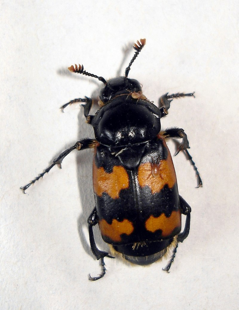 Жук Nicrophorus