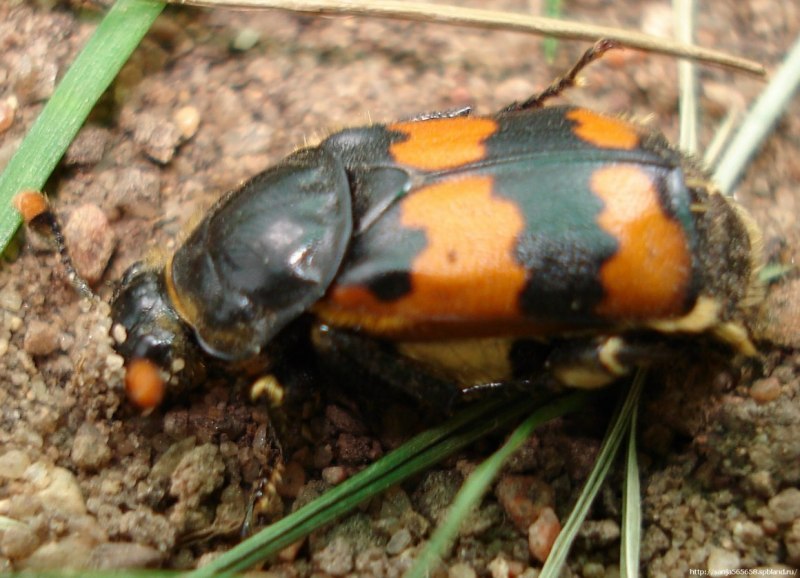 Жук мертвоед Nicrophorus