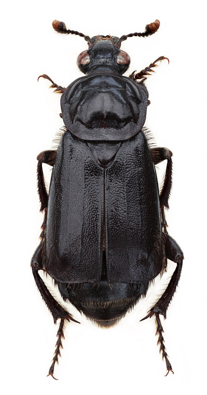 Nicrophorus humator