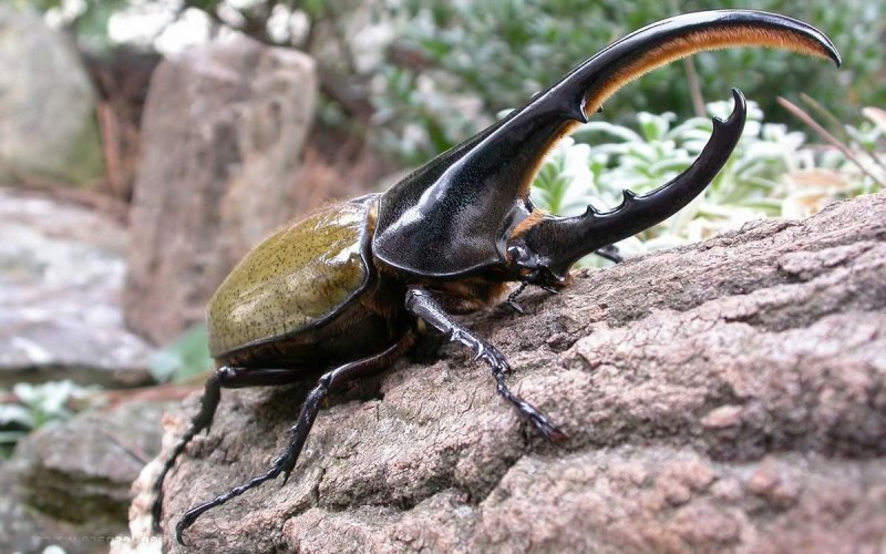 Жук-Геркулес (Dynastes Hercules)