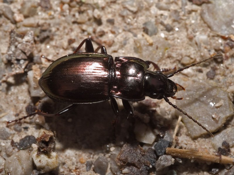 Жук Pterostichus (petrophilus) uralensis krasnobaevi.