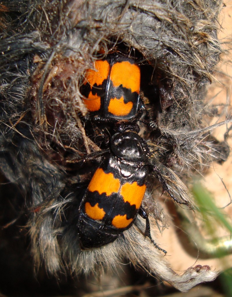 Жук мертвоед Nicrophorus