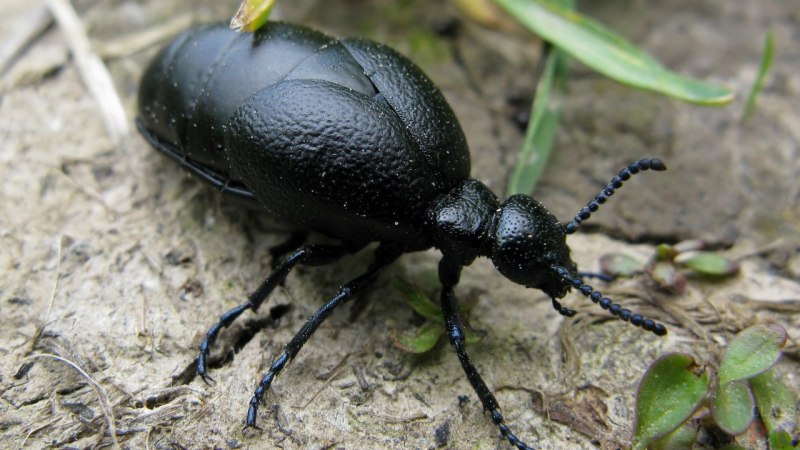 Водолюб большой черный – Hydrophilus piceus(