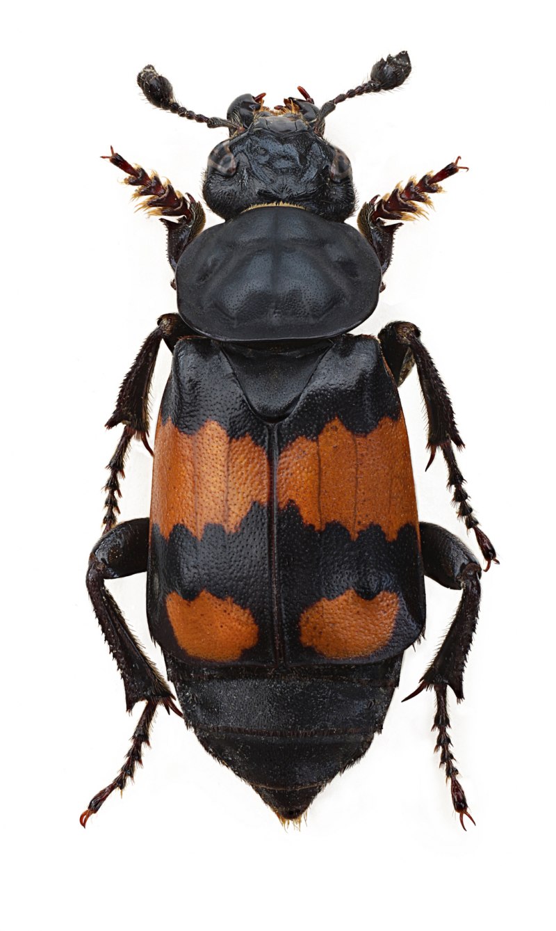 Могильщик-погребатель(Nicrophorus vespilloides)