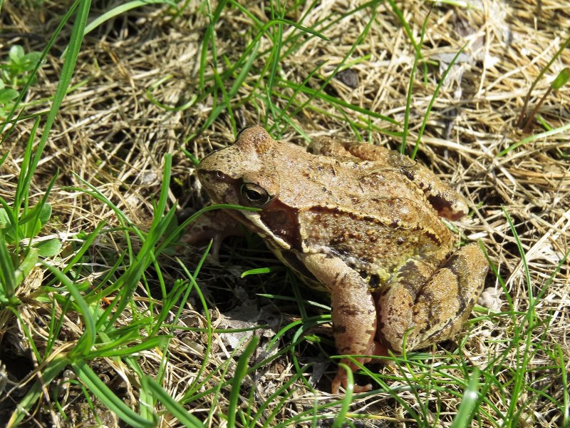 Sonoran Desert toad