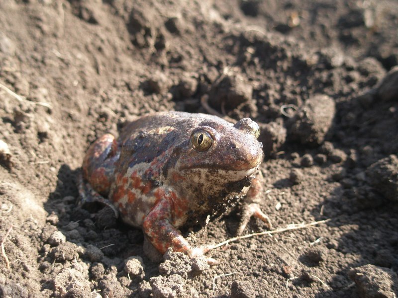Жаба в норе