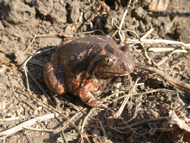 Бурая жаба Bufo guttata