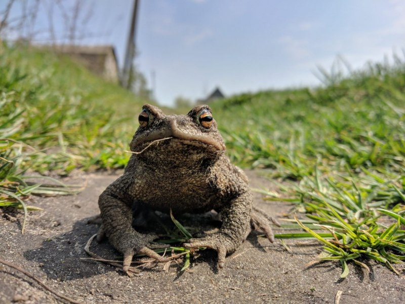 Суматранская жаба