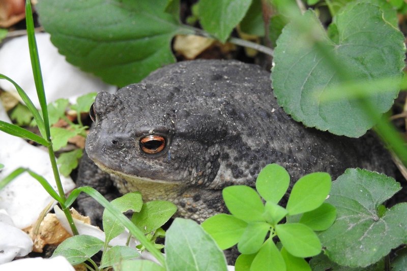 Серая Земляная жаба (Bufo Bufo)