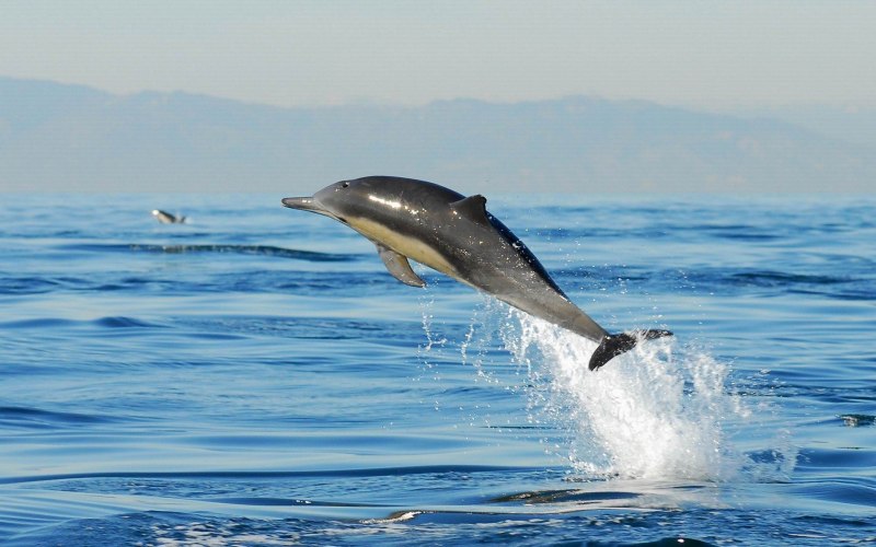 Беломордый Дельфин Lagenorhynchus albirostris