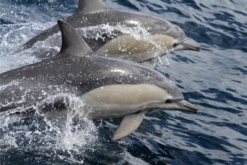 Дельфин Гектора Cephalorhynchus hectori