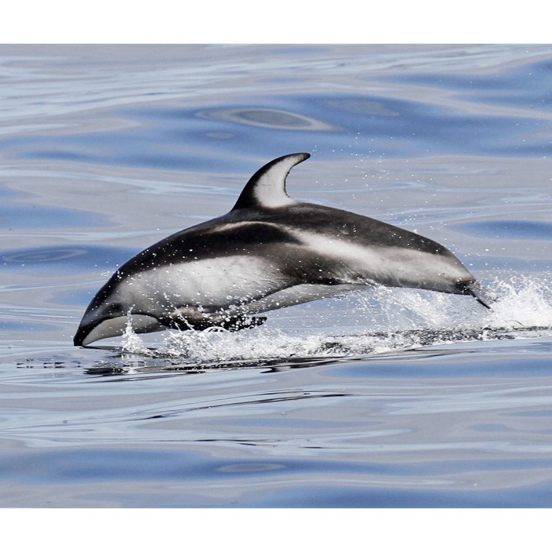 Дельфин Гектора Cephalorhynchus hectori