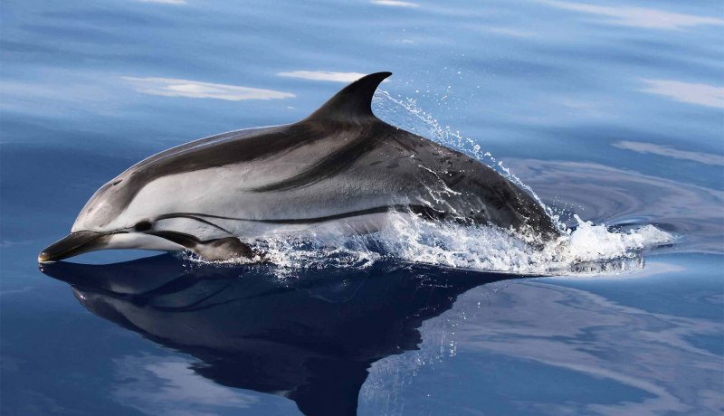 Беломордый Дельфин Lagenorhynchus albirostris