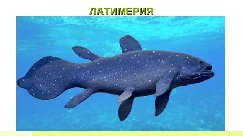 Древняя рыба Латимерия