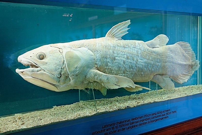 Latimeria menadoensis