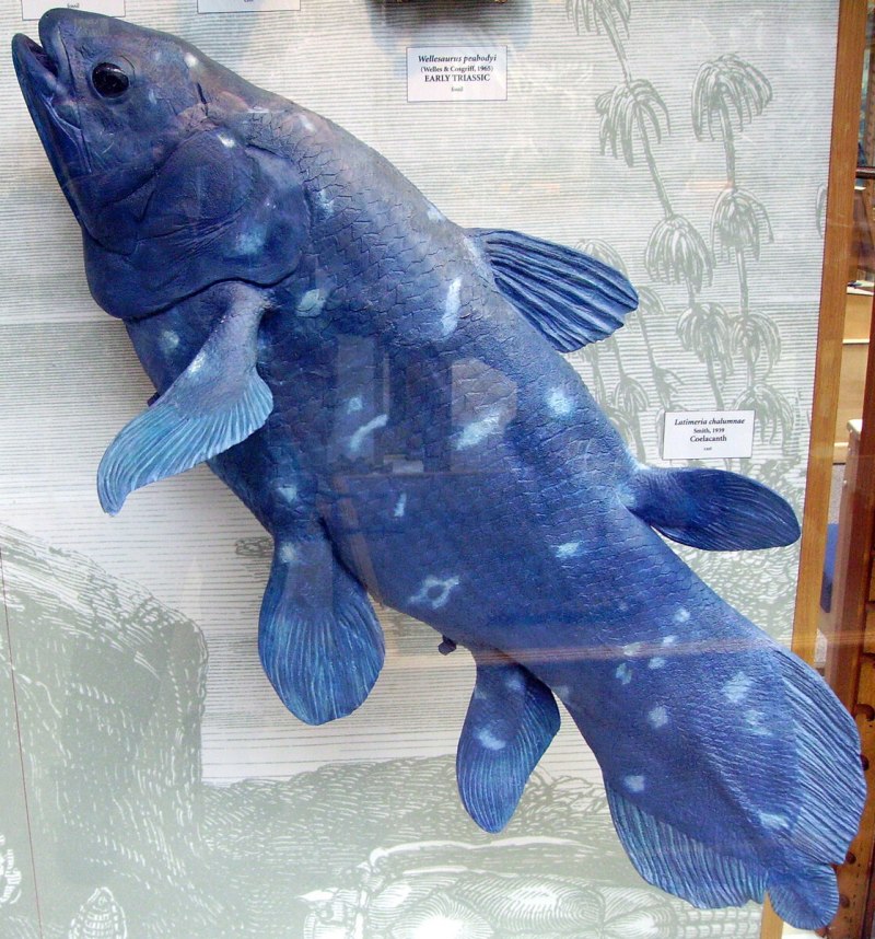 Латимерия Latimeria menadoensis