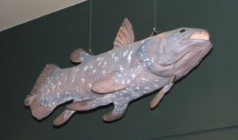 Latimeria chalumnae