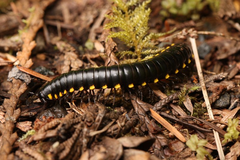Многоножка Millipede