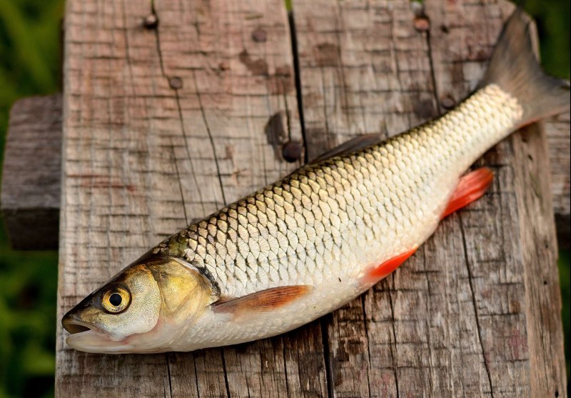 Подуст Chondrostoma Nasus