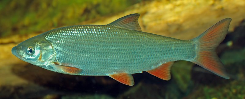 Подуст – Chondrostoma Nasus (Linnaeus, 1758)