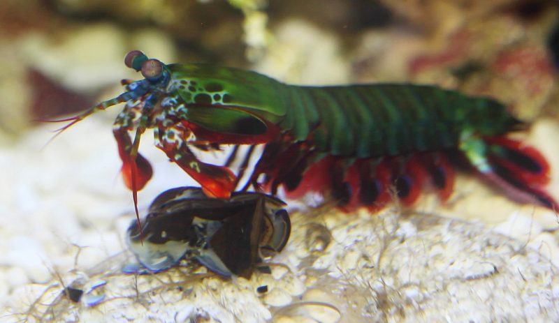Рак-богомол (Peacock Mantis Shrimp)