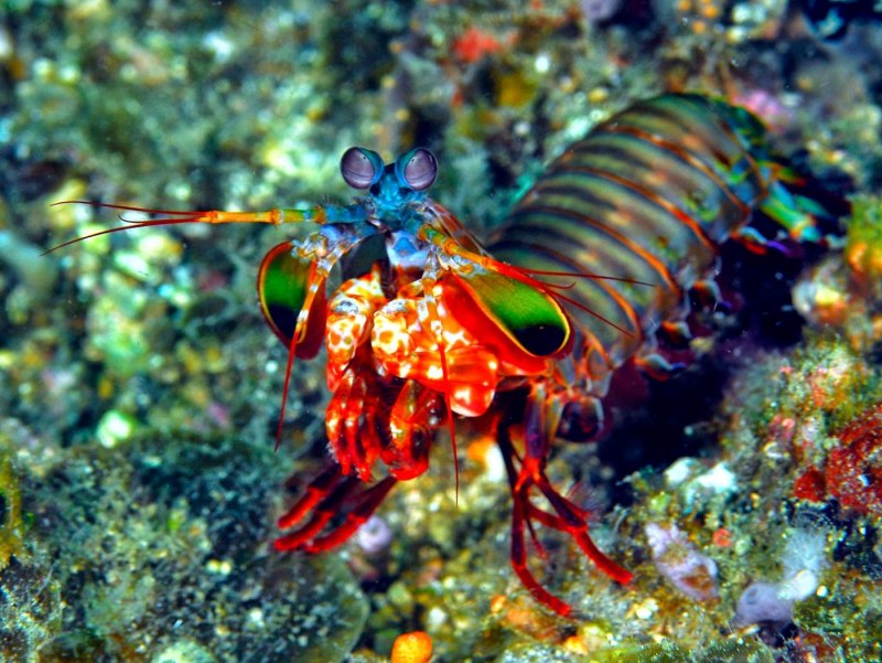 Odontodactylus scyllarus павлиновая креветка