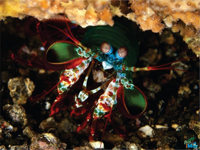 Odontodactylus scyllarus икра