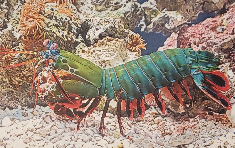 Мантис Шримп