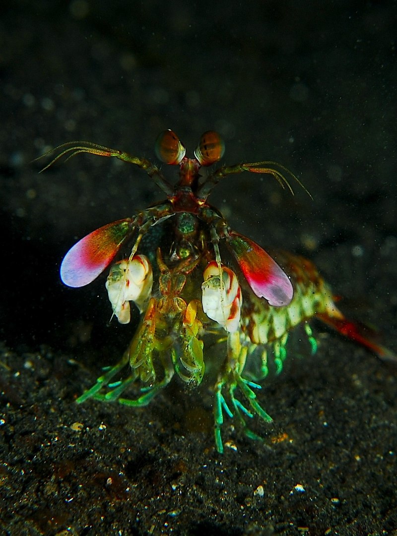 Морской богомол удар