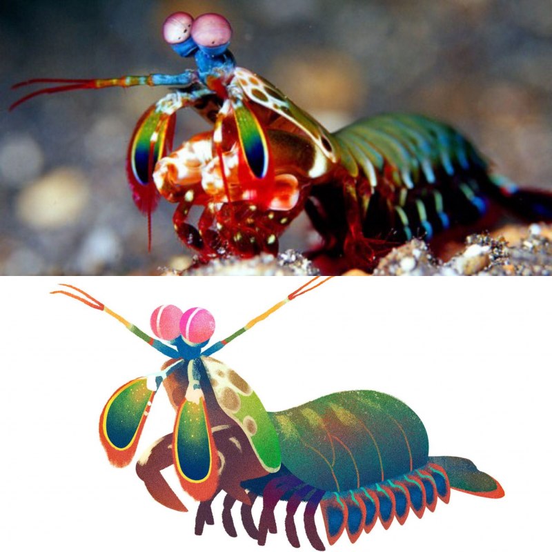 Mantis Shrimp монстр арт