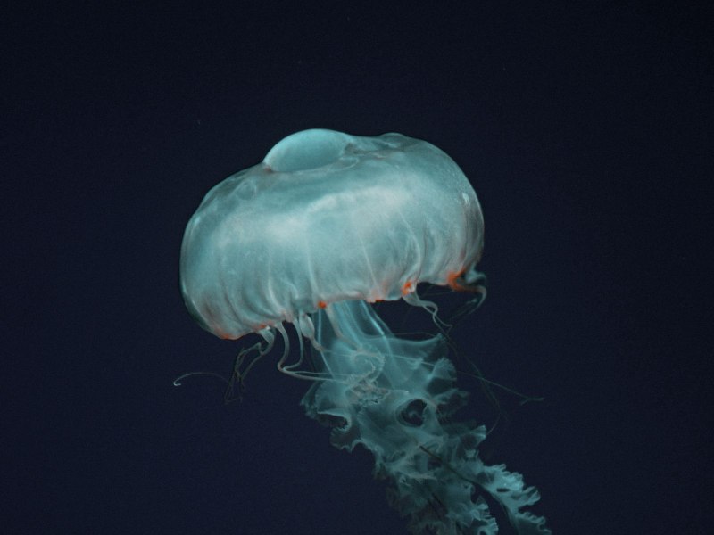 Медуза из моря