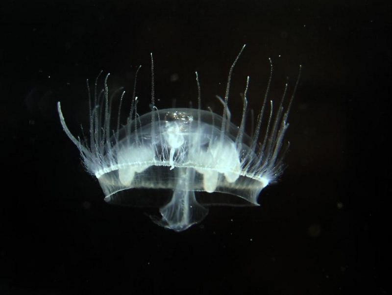 Craspedacusta sowerbyi
