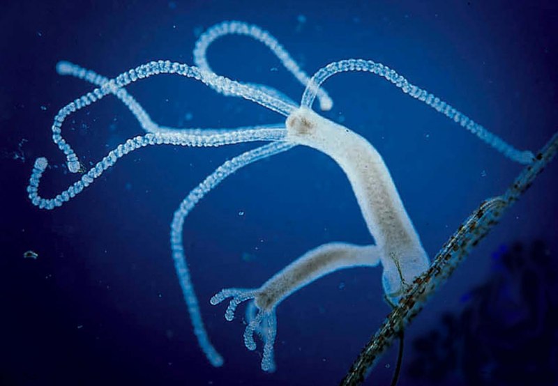 Aequorea forskalea
