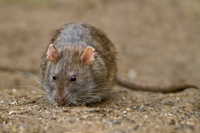 Серая крыса (Пасюк) - Rattus norvegicus.