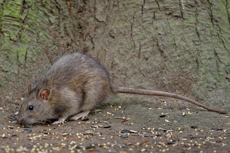 Серая крыса (Rattus norvegicus berkenhout, 1769)