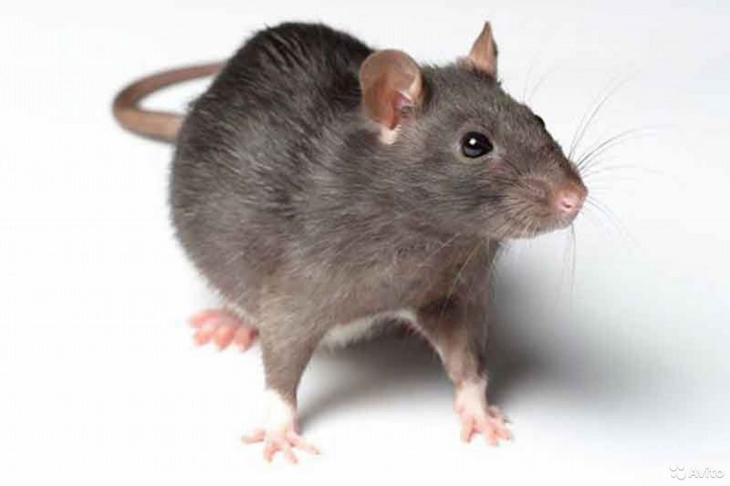 Мышь rat 3