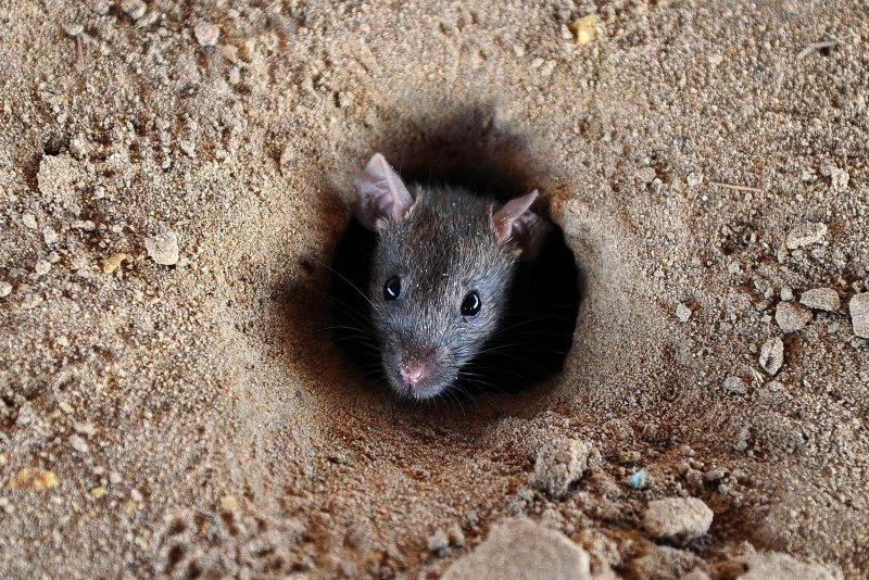 Rattus Rattus чёрная крыса