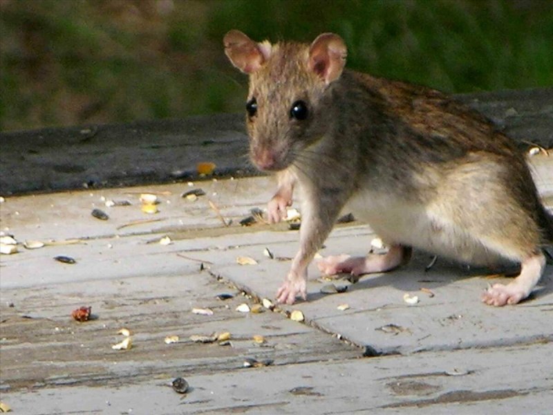 Крыса Rattus Rattus