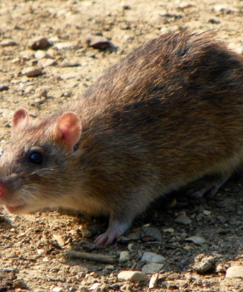 Серая крыса (Пасюк) - Rattus norvegicus.