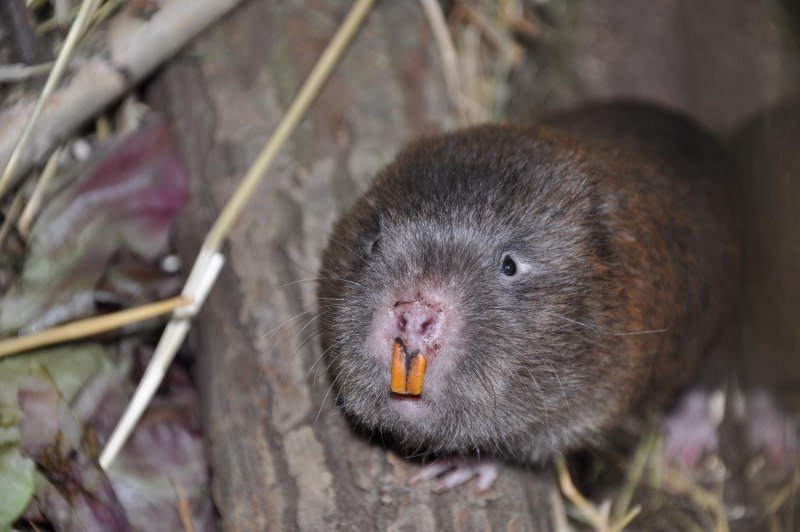 Серая крыса (Пасюк) - Rattus norvegicus.