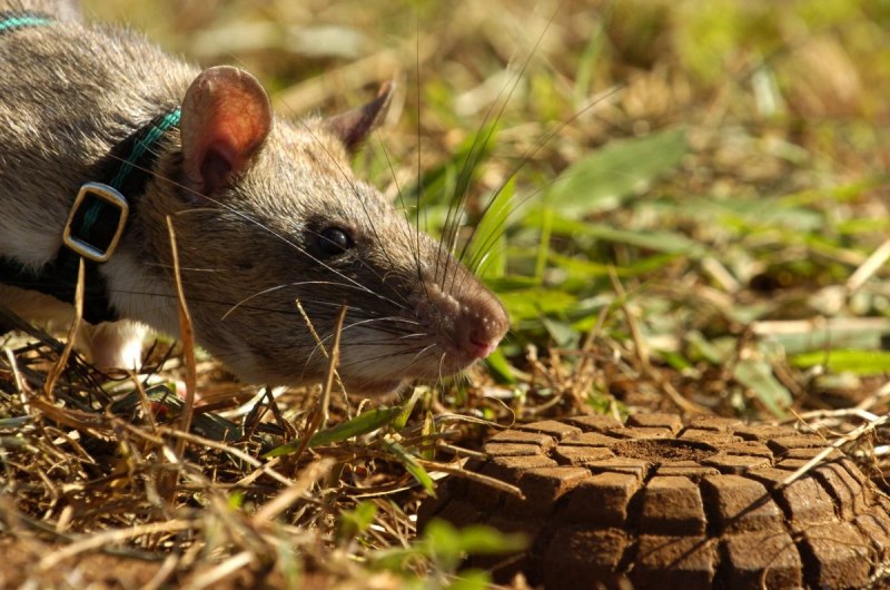 Rattus Rattus чёрная крыса
