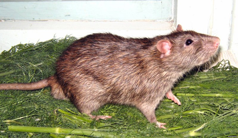 Серая крыса (Пасюк) - Rattus norvegicus.