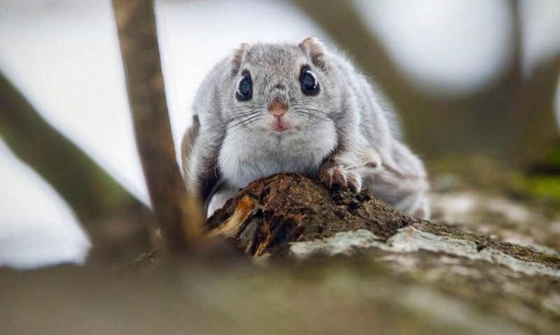 Летяга обыкновенная Pteromys volans
