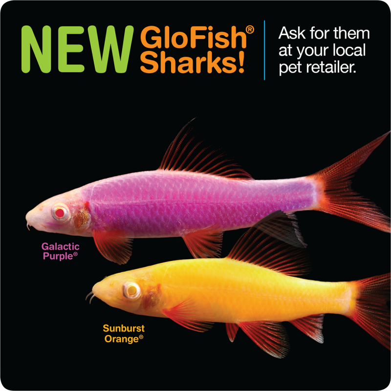 Лабео Glo-Fish