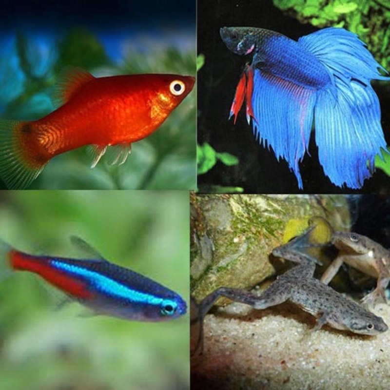 Neon Tetra