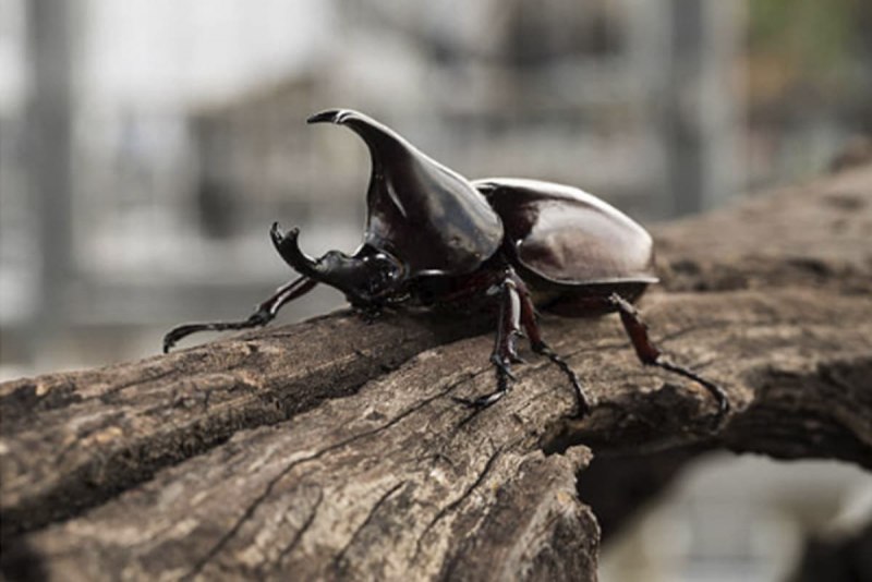 Chalcosoma moellenkampi