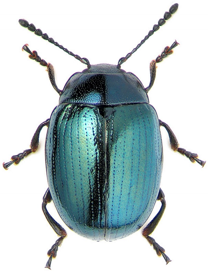 Жук Eupatorus gracilicornis