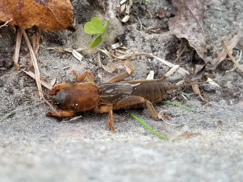 Медведка Mole Cricket.