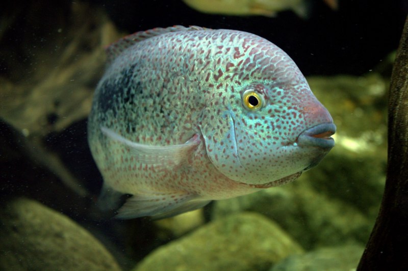 Cichlasoma boliviense